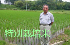 お米の通販・特別栽培米